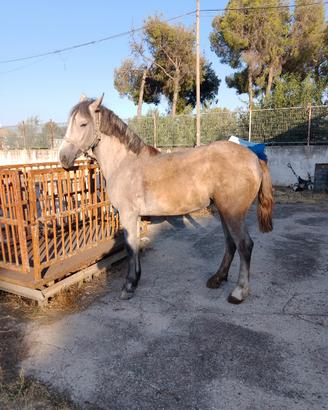 Cavallo puledra