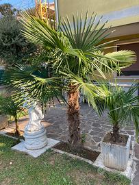 Palme