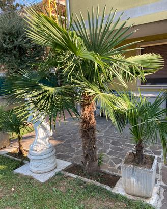 Palme