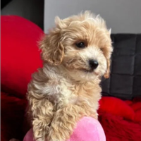 Barboncino toy ultima femmina