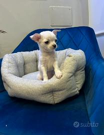 Chihuahua bianco