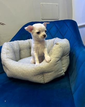 Chihuahua bianco