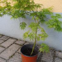 Acero palmatum dissectum Seiryu