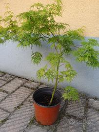 Acero palmatum dissectum Seiryu