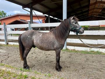 Pony 3 anni stallone