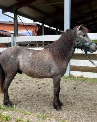 Pony 3 anni stallone