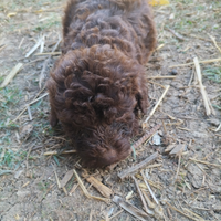 Lagottina da tartufo o compagnia
