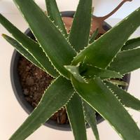 Pianta grassa con vaso (interno/esterno)