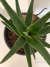 Pianta grassa con vaso (interno/esterno)