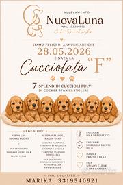 Cocker Spaniel Inglese - Pedigree ENCI