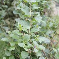 Piantine di "bacche" di Goji