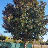Albero di magnolia