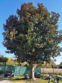 Albero di magnolia