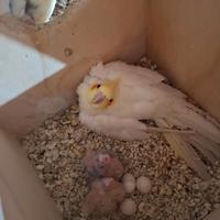 Calopsite allevati a mano e coppie