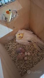 Calopsite allevati a mano e coppie