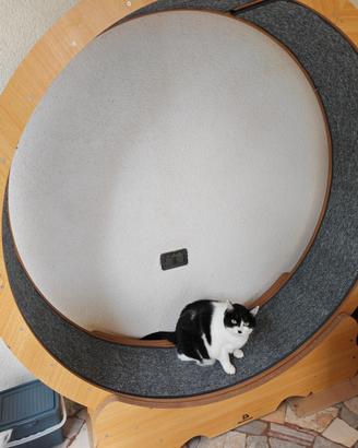 Rota per gatti Tapis Roulant Gatti Gioco Gatti