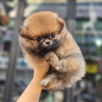 Cucciolo di spitz