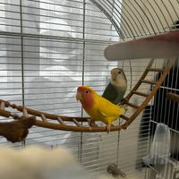 Coppia Inseparabili riproduttori con gabbia