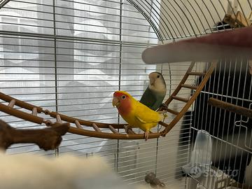 Coppia Inseparabili riproduttori con gabbia