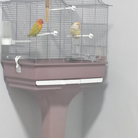 Pappagalli inseparabili