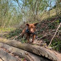 Cucciola di american pit bull terrier