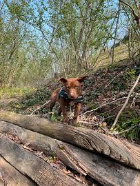 Cucciola di american pit bull terrier