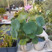 Rizomi di fiore di loto