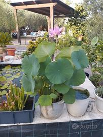 Rizomi di fiore di loto