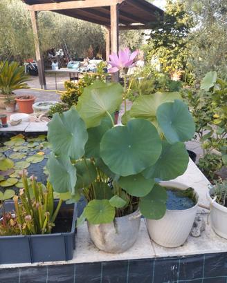 Rizomi di fiore di loto