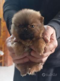 Cuccioli di spitz della Pomerania, belli e perfet