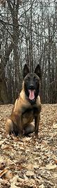Malinois