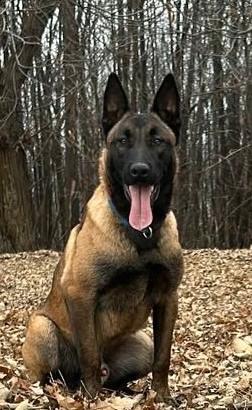 Malinois