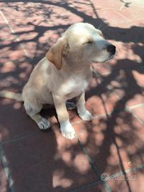 DONO Cuccioli di Cane