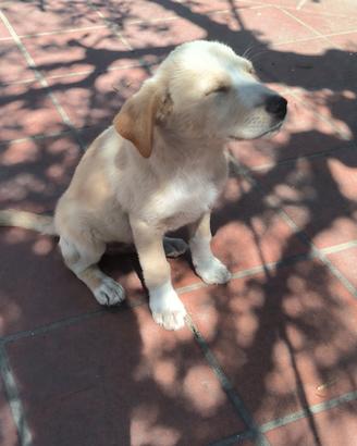 DONO Cuccioli di Cane