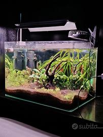 acquario dolce completo 
