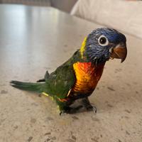 Lori allevato a mano