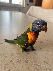 Lori allevato a mano