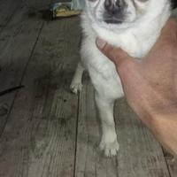 Chihuahua pedigree ENCI