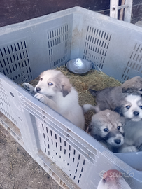 Cucciolo taglia grande