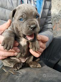 Cuccioli cane corso