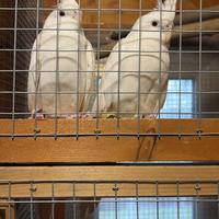 Pappagalli Calopsiti coppie e singoli