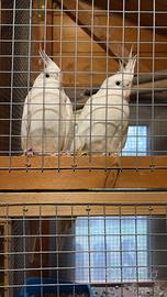 Calopsiti coppie e singoli