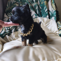 Chihuahua pelo lungo femmina black and tan