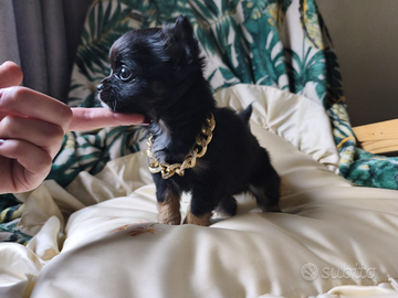 Chihuahua pelo lungo femmina black and tan