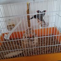 Diamantini mandarini