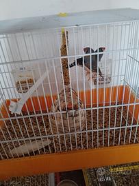 Diamantini mandarini