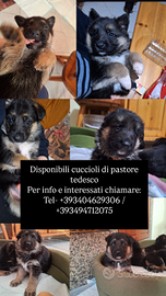 Cuccioli pastore tedesco