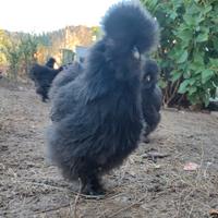 Gallina moroseta