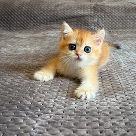 British shorthair black golden ny12