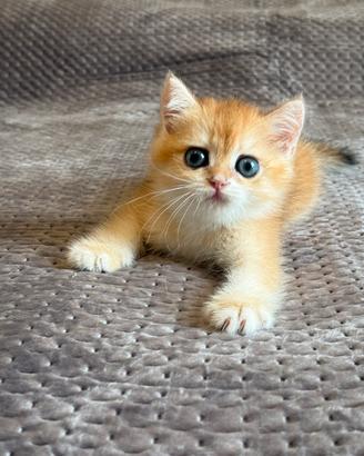 British shorthair black golden ny12